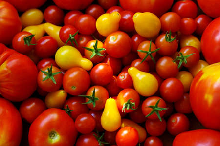 Background of beautiful red an yellow cherry tomatoesの写真素材