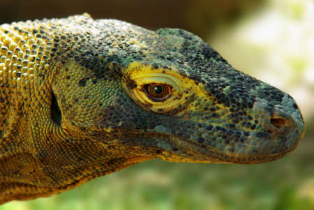 Head of a Komodo Dragon - varanus komodoensis - over a greenish backgroundの写真素材