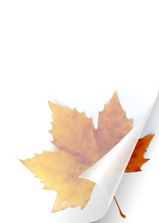 Turning page of transparent sheet of paper showing a Fall leafの写真素材