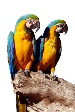 A couple of beautiful blue and yellow macaw parrots - ara araraunaの写真素材