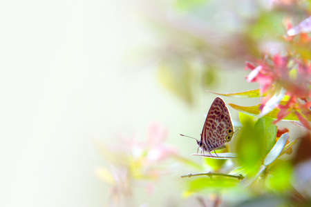 closeup of common butterfly standing in a leaf - Theclinesthes Onychaの写真素材