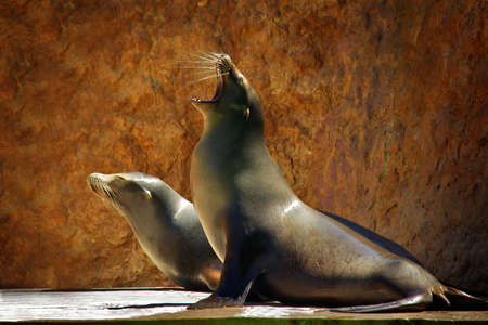 Two Sea Lions in a zoo show against a rocky backgroundの写真素材