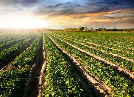Cultivated land in a rural landscape at sunsetの写真素材