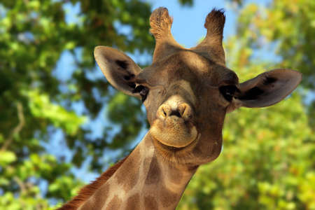 Closeup on a head of giraffe over a tree foliage backgroundの写真素材