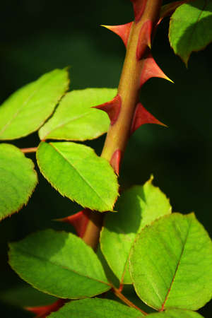 Close up of a rose stem with sharp thorns and green leaves.の写真素材