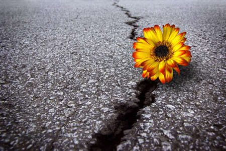 Beautiful flower growing on crack in old asphalt pavementの写真素材