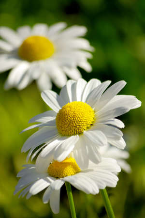 White daisies against a green background
