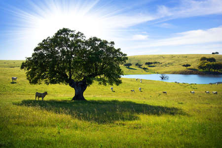 Herd of cows in a farmland with a lake pasturing at sunlight.の写真素材
