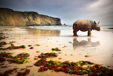 Surreal scene of a big Rhinoceros in an empty beachの写真素材