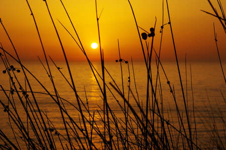 Silhouettes of wild vegetation at the sunset lightの写真素材