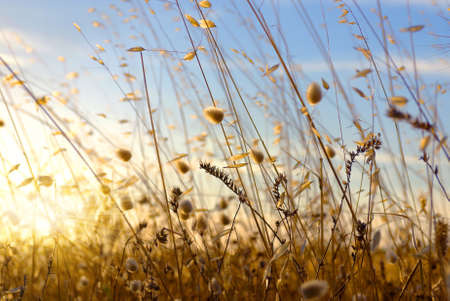Close-up photo of back-lighted wild spikes at sunset lightの写真素材