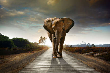 Single elephant walking in a road with the Sun from behindの写真素材