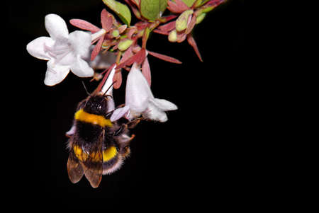 Close up of a bumblebee on white flowers over black background