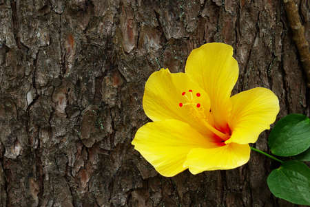 Closeup of yellow flower and green leaves over a pine tree trunkの写真素材