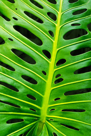 closeup of a green monstera leaf showing its typical holesの写真素材