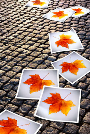 Cobblestone road with fallen photo prints of Autumn leavesの写真素材