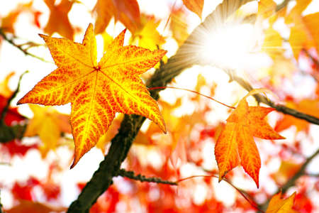 Nature background of bright and colorful Fall leaves の写真素材