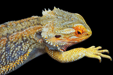 Close up of one Central Bearded Dragon - Pogona Vitticeps - on black background