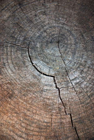 Wooden background detail of a section cut off of a tree の写真素材