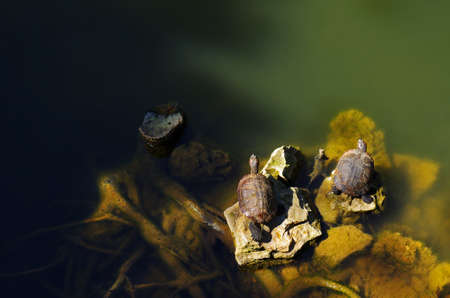 two aquatic turtles standing on rocks in the middle of lake 