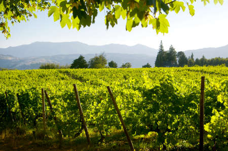 Beautiful rural landscape with bright green vine cultures in the Douro region, Portugalの写真素材