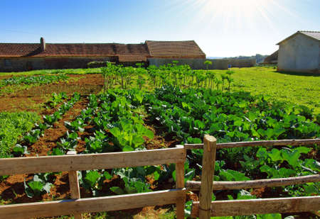 View of a rural farm with lettuce and cabbage cultures growing under the sunlightのeditorial素材