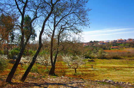 Rural landscape with white wild daisies and blossomed almond treesの写真素材