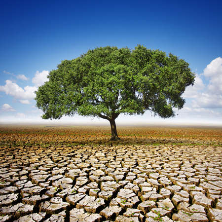 Single olive tree planted in the center of a dry and cracked soilの写真素材