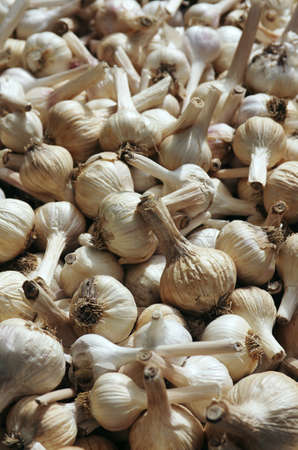 Many selected garlic heads for sale in a marketの写真素材
