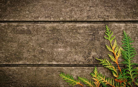 Background of old weathered wooden surface with fallen foliage in Fallの写真素材