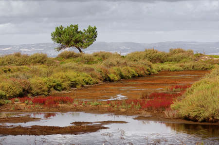 Landscape of swampy wetland with vegetation and a single pine treeの写真素材