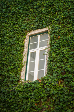 Creeping ivy covering a house exterior with a white windowのeditorial素材