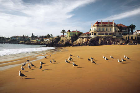 Seagulls in the beach of the beautiful village of Cascais in Portugalのeditorial素材