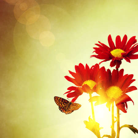 Three red flowers and butterfly under a bright warm sunny skyの写真素材