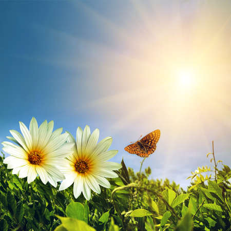 Green foliage with two daisies and butterfly under sunny blue skyの写真素材