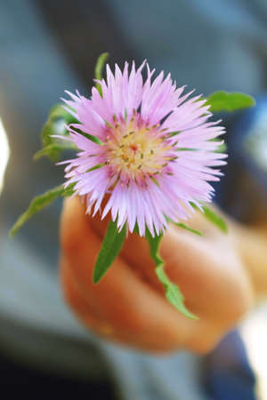 Closeup of single Dealbata flower in the hand of a woman.