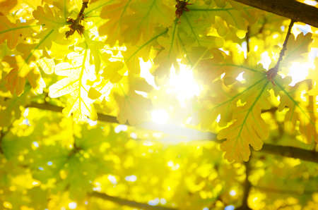 Nature background with backlit vivid yellow leavesの写真素材