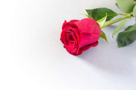 Closeup on a beautiful single red rose with water dropsの写真素材