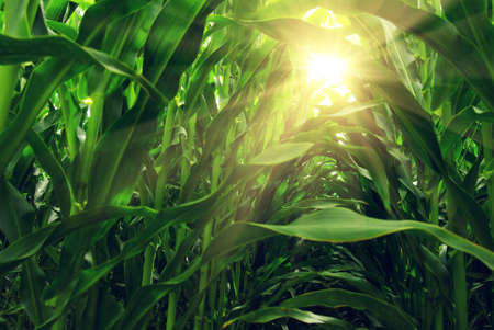 View from inside a corn field with bright sunlightの写真素材