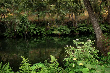 Calm river flowing in a fresh green forest of fernの写真素材