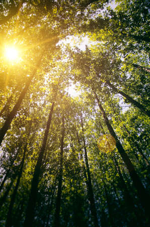 Looking up point of view on tall trees in a forest with sunlight and light beamの写真素材