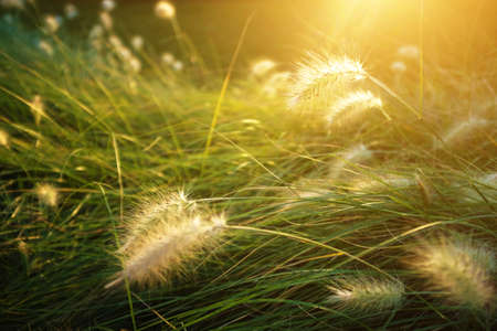 Closeup on generic vegetation under the warm Sunlight of Springの写真素材