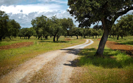 Beautiful Spring countryside landscape with a dirt trail and treesの写真素材