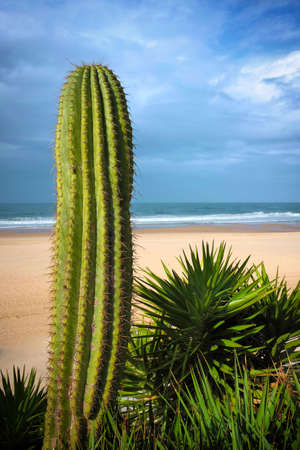 Early morning beach scene with a big cactus with spikes on the foregroundの写真素材