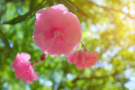 Close up of kwanzan cherry flower tree under warm sunlightの写真素材