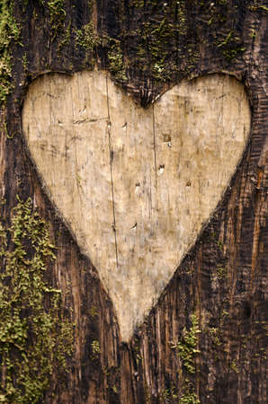 Heart-shaped carving on a tree bark with mossの写真素材