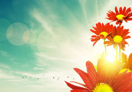 Red flowers and flock of birds under a bright warm sunny skyの写真素材