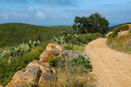 Nature landscape of a hiking trail with a tree, cactus and some rocksの写真素材