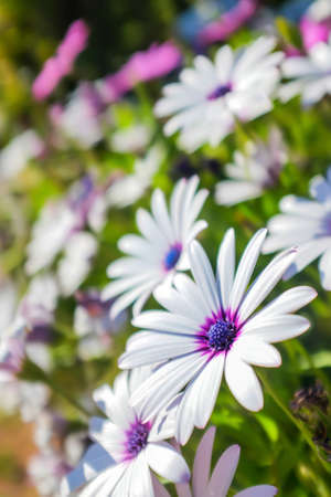 Flowery background of white and purple daisies under sunlightの写真素材