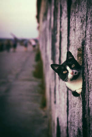 Cute black and white cat peeking in a hole of a wallの写真素材